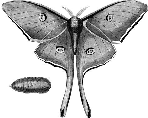 Luna Moth | ClipArt ETC Luna Moth Tattoo, Wildwood Tarot, Moth Drawing ...