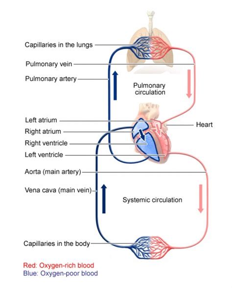 What is the path of blood through the circulatory system?