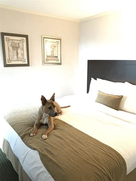 How to Stay in a Hotel with a Dog — Have Dog, Will Drive