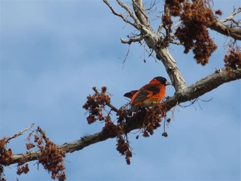 From Red Siskin Science, New Paths and Opportunities in Guyana | Smithsonian Global