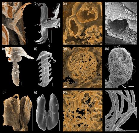 100-million-year-old amber reveals sexual intercourse of ostracods | Science Codex