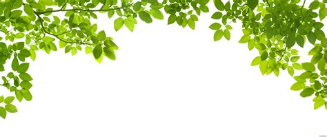 Green leave frame - UHQ Stock Photo | Рамки из зеленых листьев » Векторные клипарты, текстурные ...