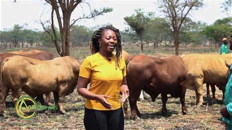 Zimbabwe’s TULI BREED : CATTLE FIELD DAY - YouTube