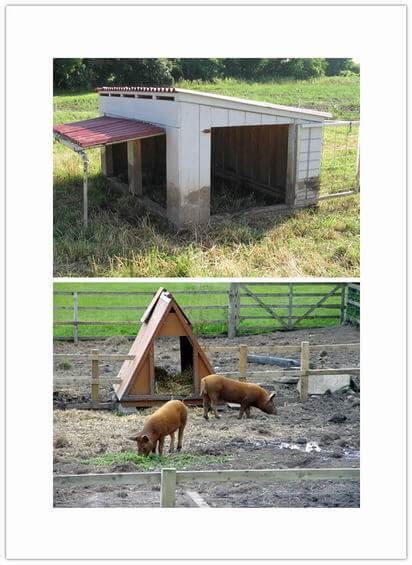 Tips of Pig Housing to Consider