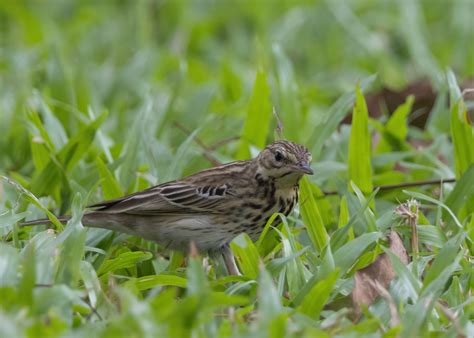 Tree Pipit | BirdForum