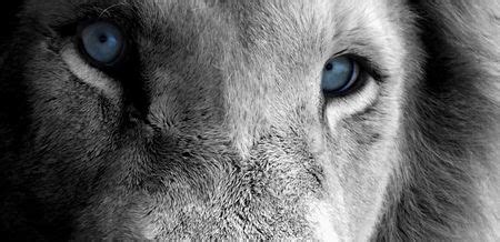 Blue Eyes of a Lion - Cats & Animals Background Wallpapers on Desktop Nexus (Image 688167)