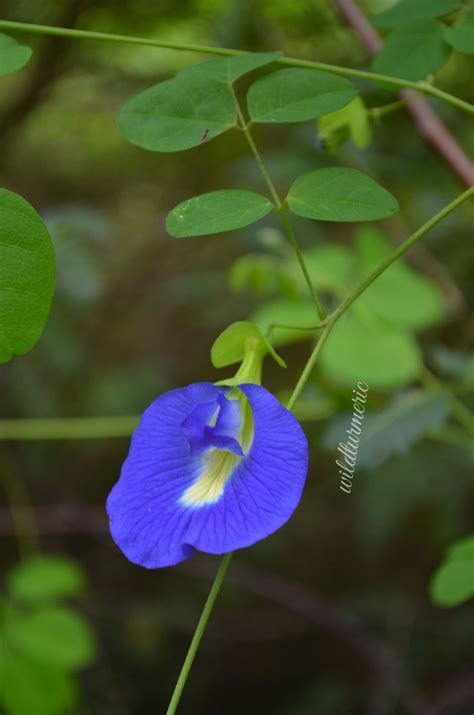 10 Top Benefits Of Blue Butterfly Pea Flower (Aparajita | Sangu Poo ...