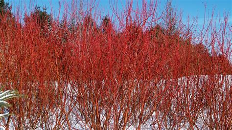 Red twig dogwood bush - americanladeg