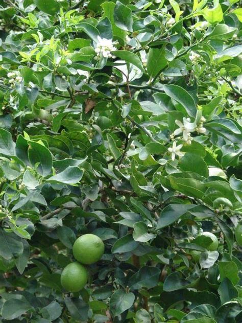 Citrus aurantifolia seeds- 1 Kg – ChhajedGarden.com