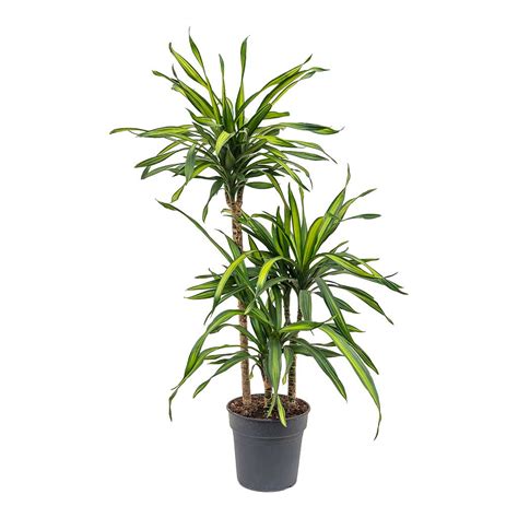 Dracaena Massangeana – Corn Plant – Dubai Nursery- Buy plants online in UAE