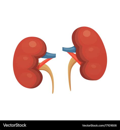 Kidneys cartoon isolated Royalty Free Vector Image