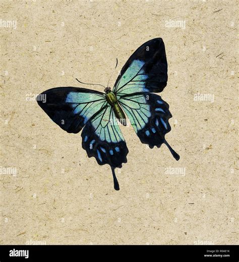 Digital illustration of a butterfly Stock Photo - Alamy