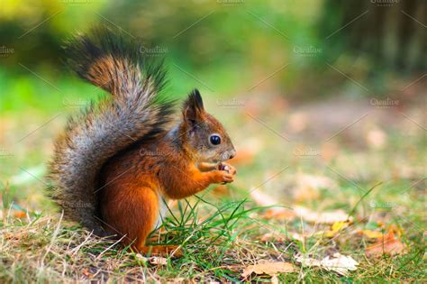 Cute red squirrel autumn fall leaves close up | High-Quality Stock ...