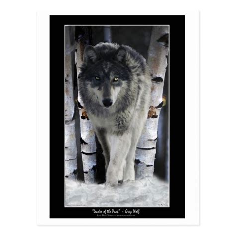 LEADER OF THE PACK ~ Wolf Postcards | Zazzle