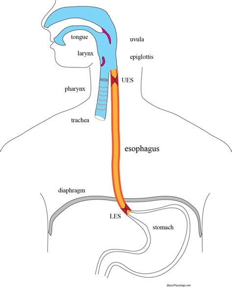 Esophagus Anatomy Diagram