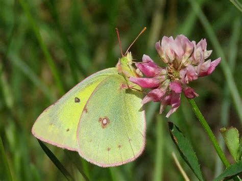 Minnesota Butterflies: Pictures and Butterfly Identification Help