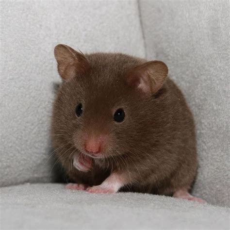 Hamster - cool photo | Syrian hamster, Cute hamsters, Bear hamster