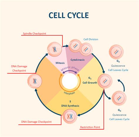 Cell Cycle Diagram Labeled | EdrawMax | EdrawMax Templates