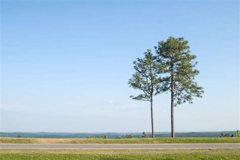 The Talladega Scenic Drive Through Talladega National Forest in Alabama ...