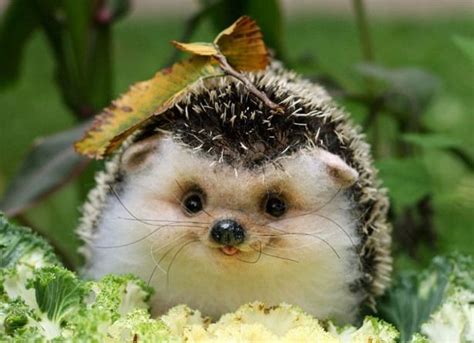 Smiley Hedgehog | Cute animals, Baby animals, Animals beautiful