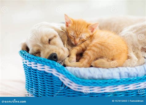 Child, Dog and Cat. Kids Play with Puppy, Kitten Stock Image - Image of play, little: 157415443