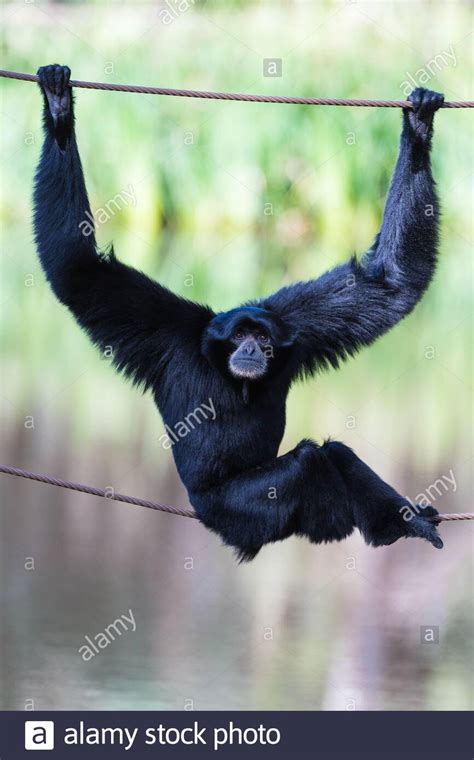 Relaxed posed and facial expressions of Black Gibbon seated, balancing on wires in Western ...