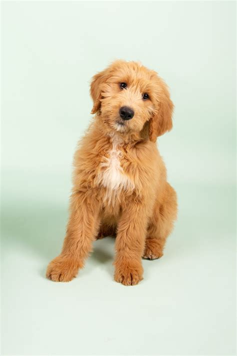 Groodle Puppies for Sale Melbourne, VIC | Designer K9 Breeders