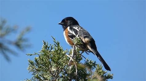 Spotted Towhee Song and Call - YouTube