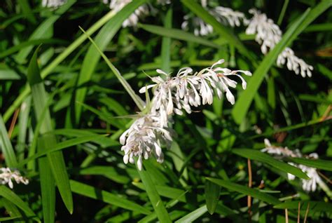 Ophiopogon jaburan – Nurseries Caroliniana