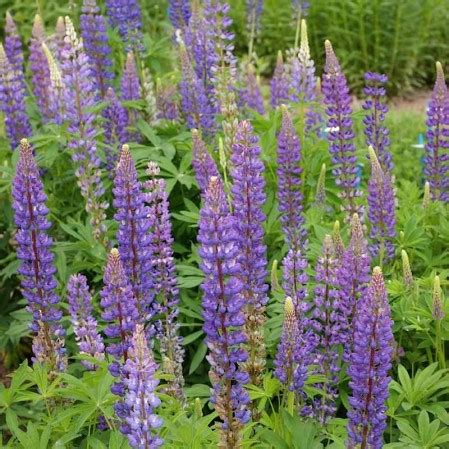 14+ Lupine Plant Seeds - TolaWaring