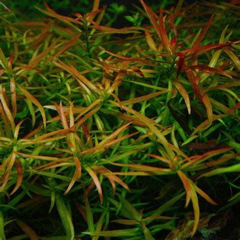 Ludwigia arcuata-submerged – Aquarium Plants - Lincolnshire Pond Plants