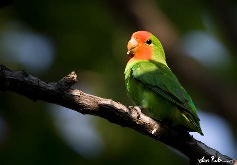 Red-headed Lovebird | São Tomé and Príncipe | Bird images from foreign ...