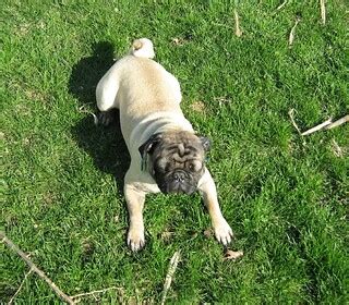 Posing Pug | Posing for the camera | sunsets_for_you | Flickr
