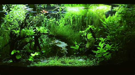 🔥 [47+] Aquarium HD 1080p Wallpapers | WallpaperSafari