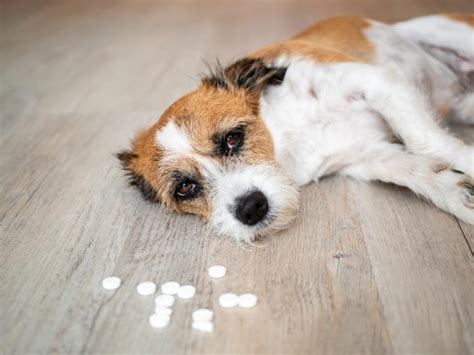 What Allergy Medicine is Safe for Dogs? - Over-the-Counter and Prescription