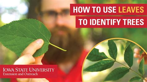 How to Use Leaves to Identify Trees - YouTube