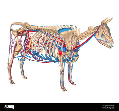 Anatomy of the cow circulation circulary cor heart Stock Photo - Alamy