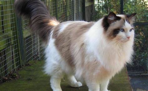 Five Fast Facts About The Ragdoll Cat Personality Siamese Cats Facts ...