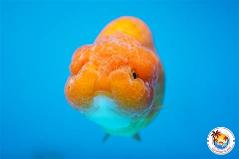 Ranchu Red 4.5-5 inches Male 0124RA00R455TA6M1 - Goldfish Island