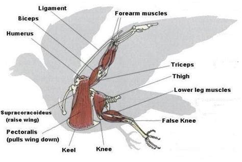 Pigeons flying muscles | Anatomy, Animal anatomy, Bird