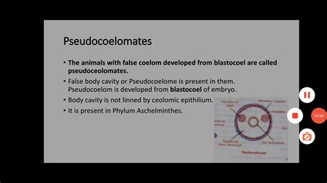 Acoelomate Pseudocoelomate and Coelomate | Animal Classification on the basis of Coelom. - YouTube