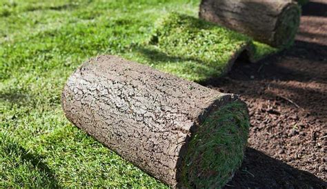 How To Lay Turf - 5 Easy Steps To Success | Garden Junkie