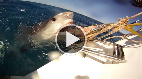 Hawaii Tiger Shark Attack