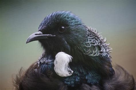 Reading to learn about New Zealand birds and their conservation ...