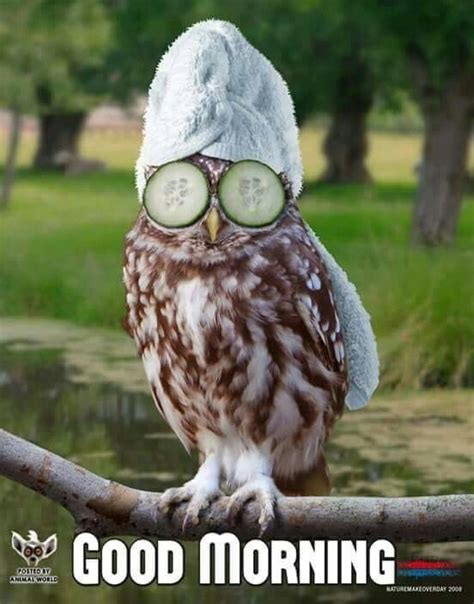 Good Morning | Photoshopped animals, Funny owls, Funny animal pictures