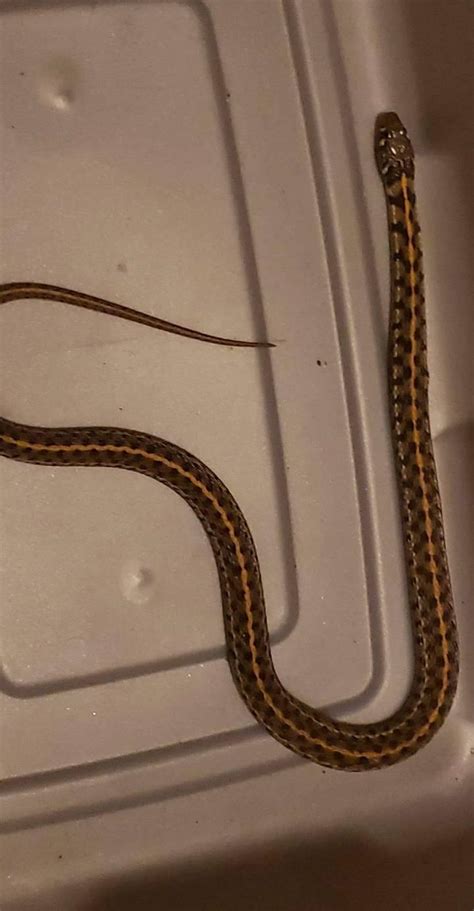 Found in [Enid, Oklahoma] I’m thinking a garter snake but just making sure :) : r/whatsthissnake