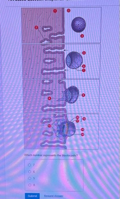 Solved Which number represents the blastocoale? Request | Chegg.com