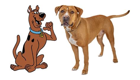 The Best 72 Famous Cartoon Dog Names - Rocky Kanaka