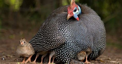 Guinea Fowl vs Turkey: Six Key Differences - Wiki Point