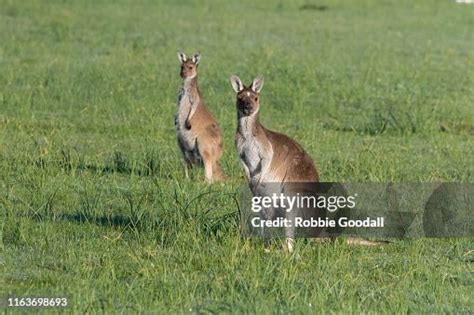 Western Grey Kangaroos High-Res Stock Photo - Getty Images